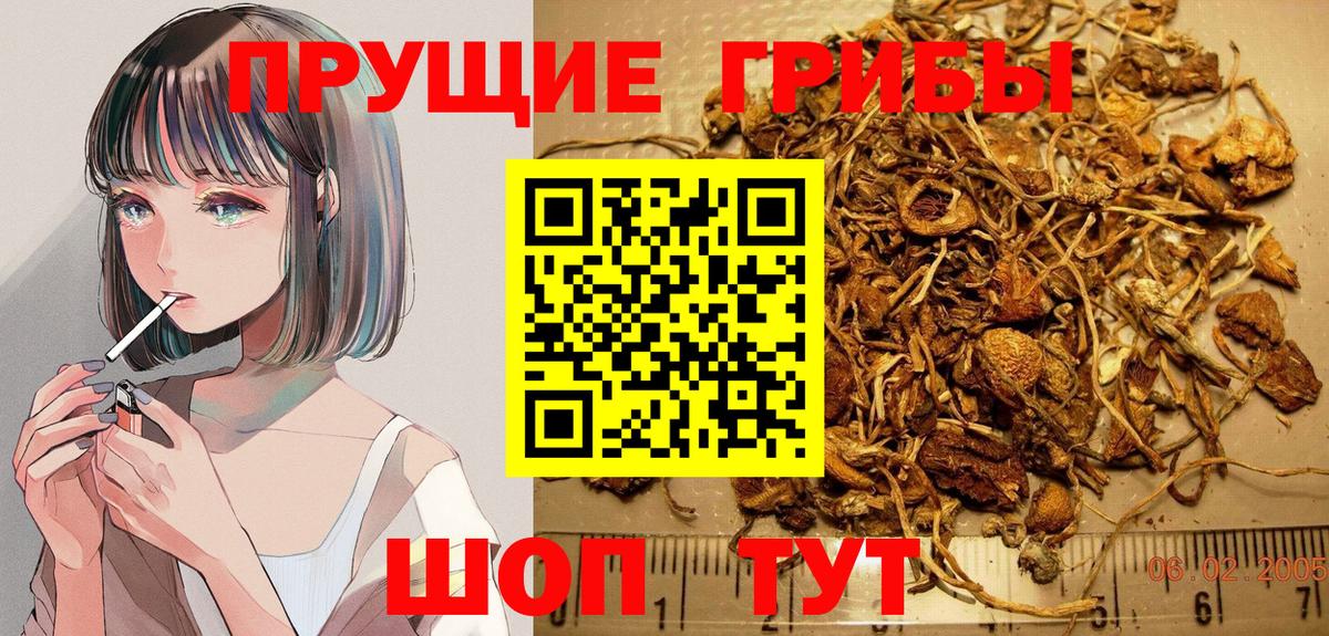 Псилоцибиновые грибы Psilocybine cubensis Острогожск